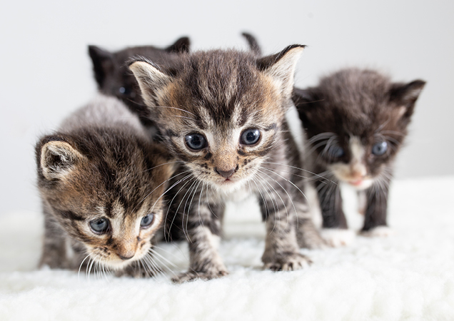 group of kittens